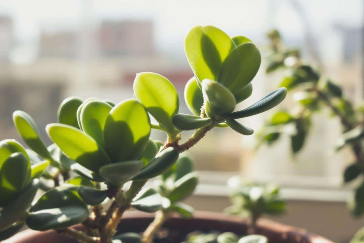 Arbre de jade dans une chambre : Danger énergétique ou plante bénéfique ?