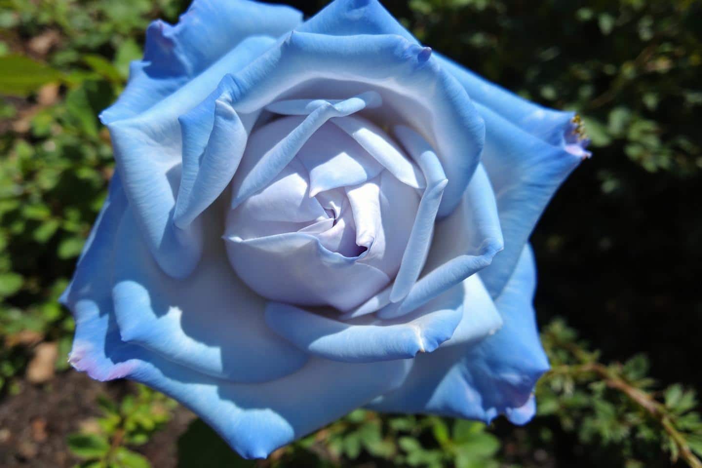 Signification roses bleues : Message émotionnel et interprétation énergétique